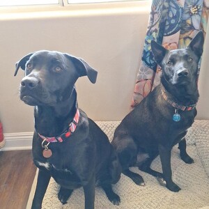 Fundraising Page: Ellen Walker